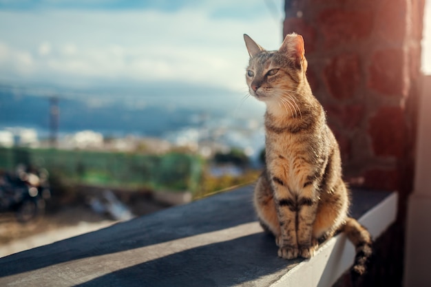 Chat sans-abri assis sur la terrasse de l'hôtel à l'extérieur sur l'île de Santorin.