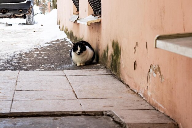 Chat sans abri dans le bâtiment en hiver