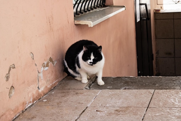 Chat sans abri dans le bâtiment en hiver