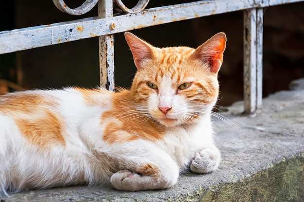 Un chat sans abri est allongé dans la rue