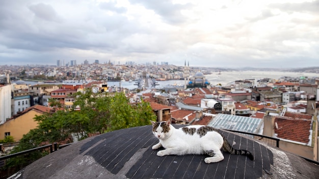 Un chat sans-abri avec fourrure blanche et brune sur un jubé avec vue sur Istanbul, Istanbul