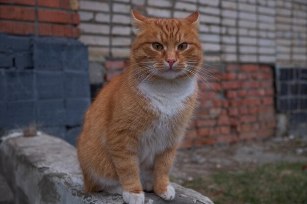 Chat sans abri à Kolomna Russie