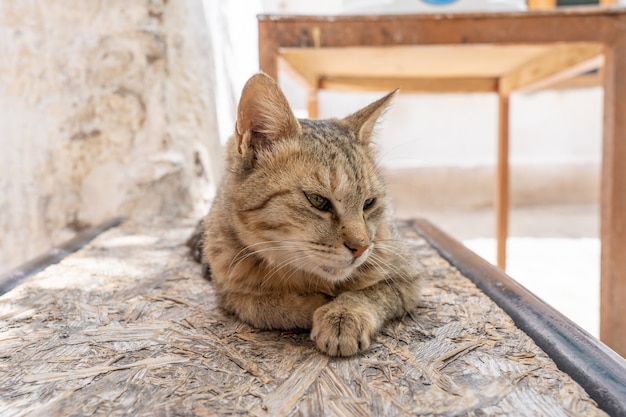 Chat sans abri à Leh Ladakh au nord de l'Inde