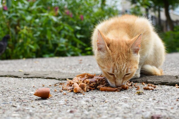 chat sans-abri mangeant de la nourriture dans la rue problème d'animaux solitaires affamés