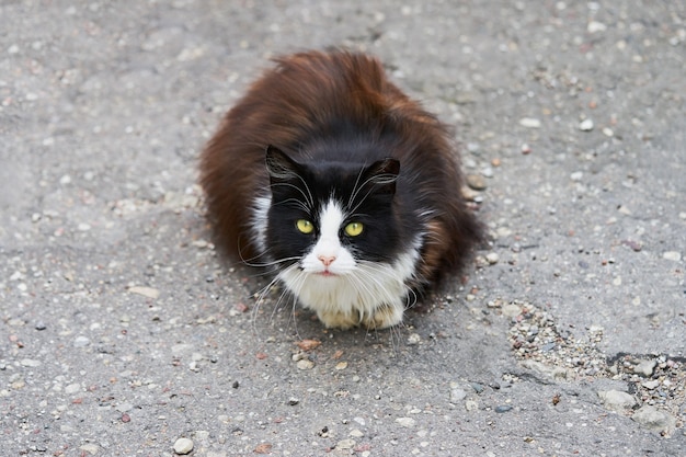 Chat sans-abri noir assis sur l'asphalte et regarde la caméra. Copier l'espace