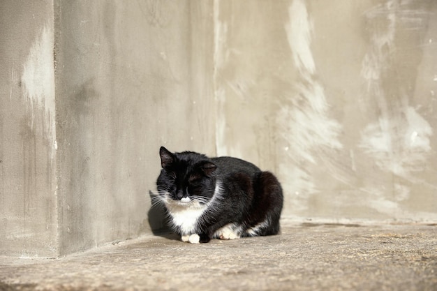 Chat sans-abri près du bâtiment à l'extérieur Animal abandonné