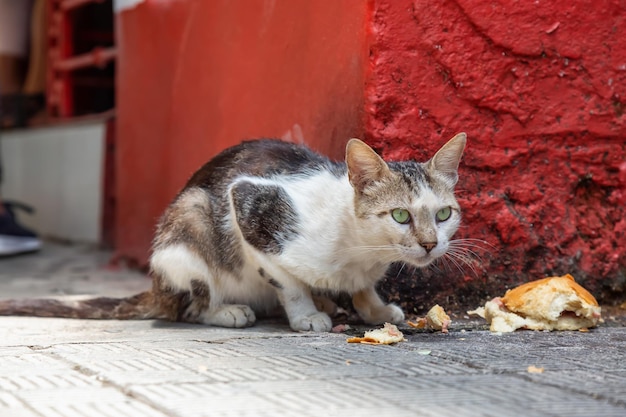 Le chat sans abri sale mange les restes de nourriture dans les rues de la vieille ville de La Havane, capitale de Cuba