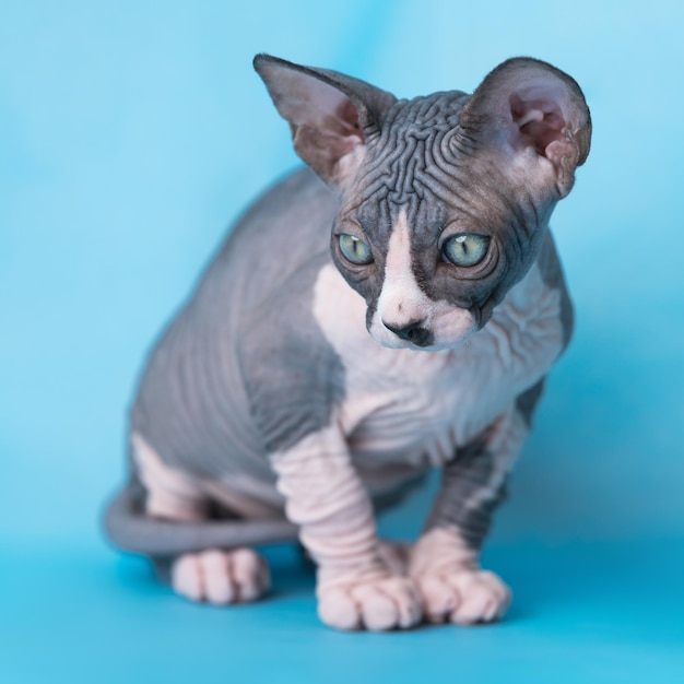 Chat sans poils Sphynx bicolore de race deux mois assis sur fond bleu regardant vers le bas