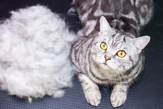 Chat satisfait dans un salon de beauté.