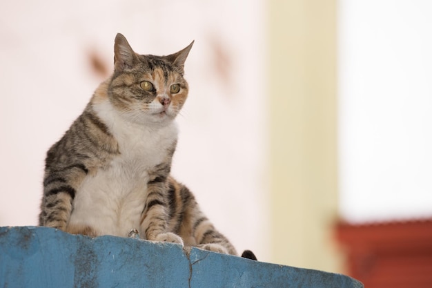 Chat sautant dans la maison peinte de la boca à Buenos Aires