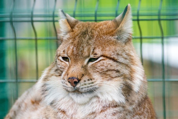 Chat sauvage animal derrière la clôture dans l'enceinte du zoo