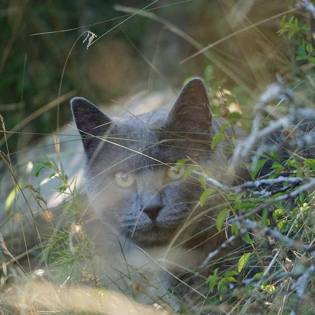 Chat Sauvage Britannique