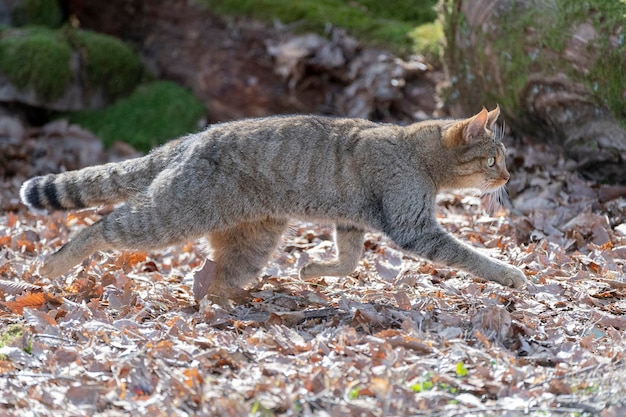 Chat Sauvage Européen Felis silvestris silvestris Cadix Espagne