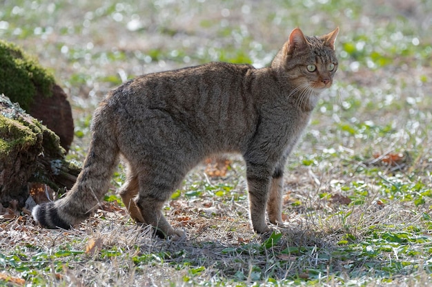 Chat Sauvage Européen Felis silvestris silvestris Cadix Espagne