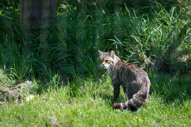 Chat Sauvage Européen (Felis silvestris silvestris)