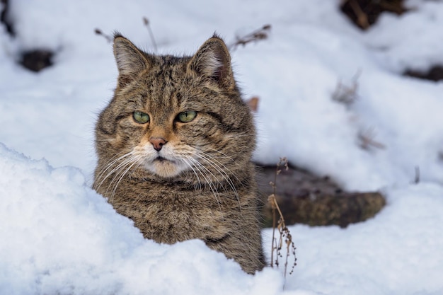 Chat sauvage européen Felis silvestris