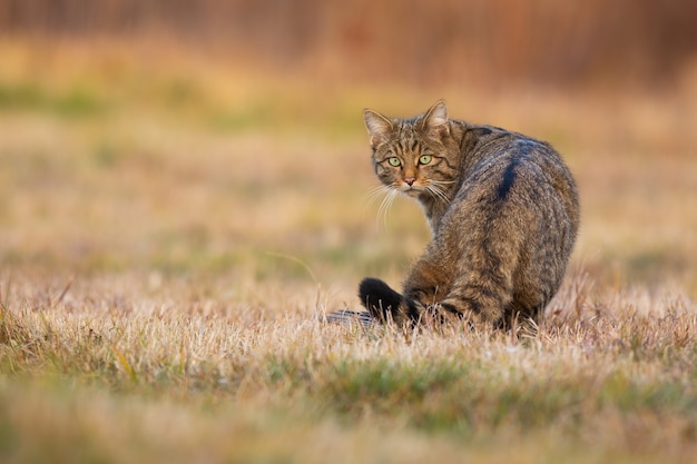 Chat sauvage européen regardant en arrière sur une prairie en automne.