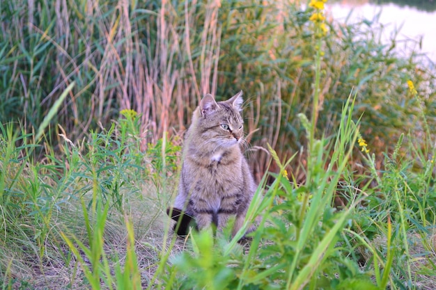 Photo chat sauvage sur l'herbe