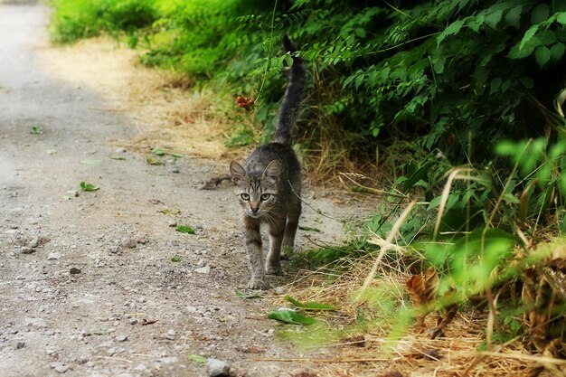 Le chat sauvage marche le long de la route de campagne