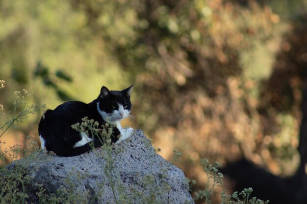 Photo chat sauvage reposant sur un rocher dans la forêt