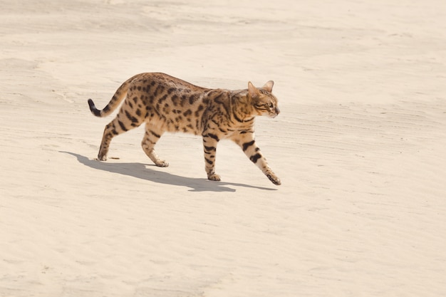 Chat de savane dans le désert