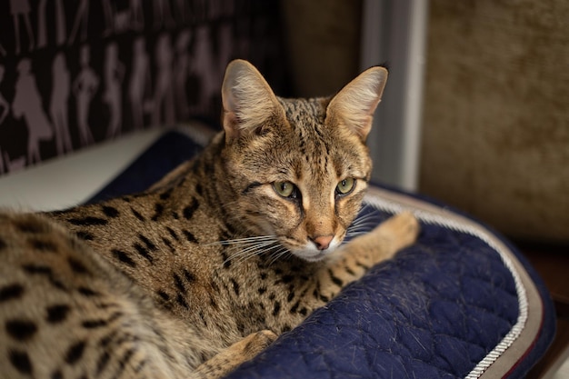 Le chat de savane se repose sur un oreiller de piédestal sur un fond de verdure