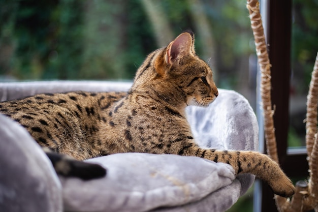 Le chat de savane se repose sur un oreiller de piédestal sur un fond de verdure