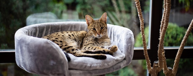 Le chat de savane se repose sur un oreiller de piédestal sur un fond de verdure