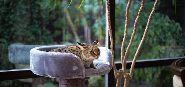 Le chat de savane se repose sur un oreiller de piédestal sur un fond de verdure