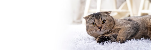 Chat scotch fold dans le salon près de la table à manger.