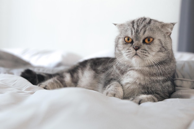 Chat Scottish fold allongé sur un lit moelleux dans la chambre