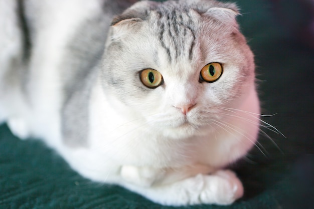 Chat Scottish Fold au visage rond. Portrait de chat mâle scottish fold surpris avec de grands yeux. Chats yeux jaunes.