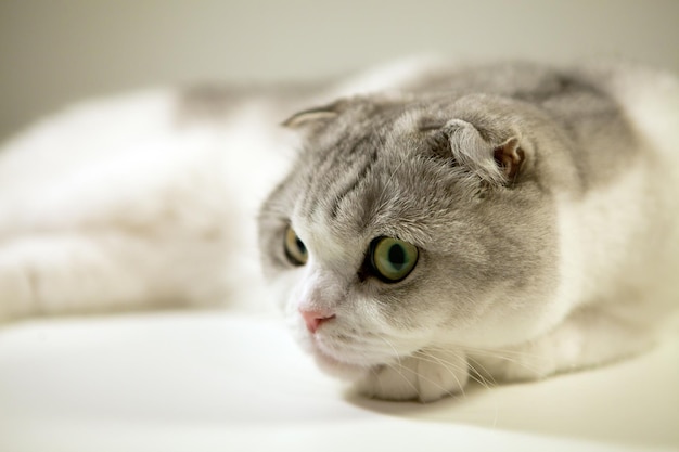 Chat scottish fold blanc-chat bicolore a l'air triste yeux jaunes ouverts, portrait en gros plan