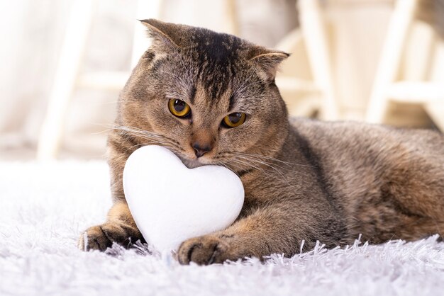 Chat Scottish Fold brun avec coeur blanc sur tapis.