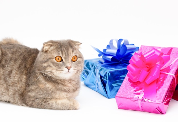 Chat Scottish fold avec des cadeaux sur blanc