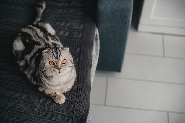 Chat Scottish fold sur le canapé