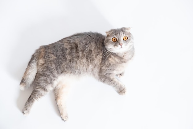 Chat Scottish Fold gris-bleu sur fond blanc