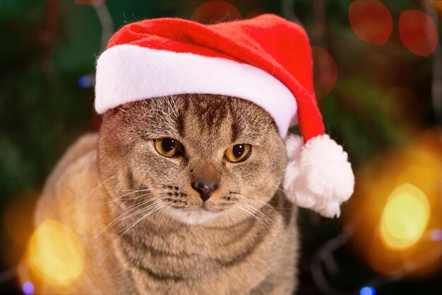 Un chat Scottish Fold portant un chapeau de Père Noël est assis au-dessus des lumières de Noël.