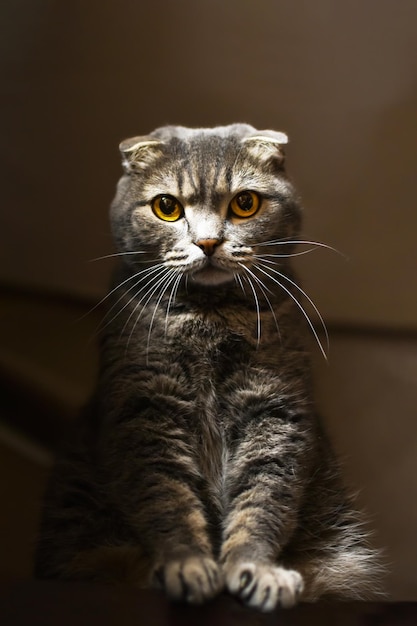 Chat Scottish fold Portrait de chat mignon assis à l'ombre mise au point sélective photo atmosphérique