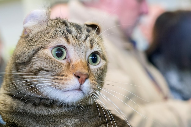 Chat Scottish Fold portrait en gros plan