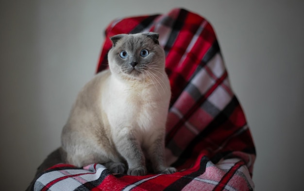 Chat Scottish Fold Shorthair reposant sur la chaise