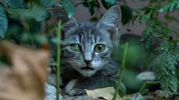 Un chat se cachant dans l'herbe