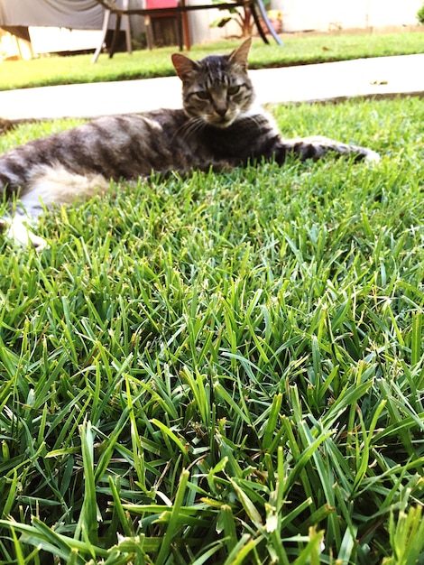 Un chat se détend sur un champ herbeux