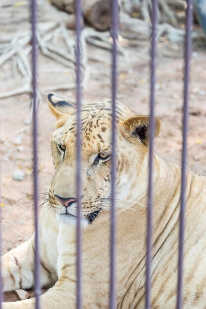 Photo un chat se détend dans le zoo.