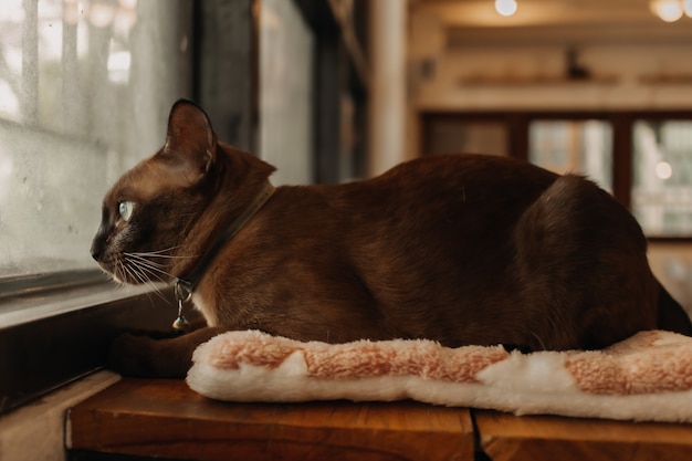 Le chat se détend et regarde par la fenêtre