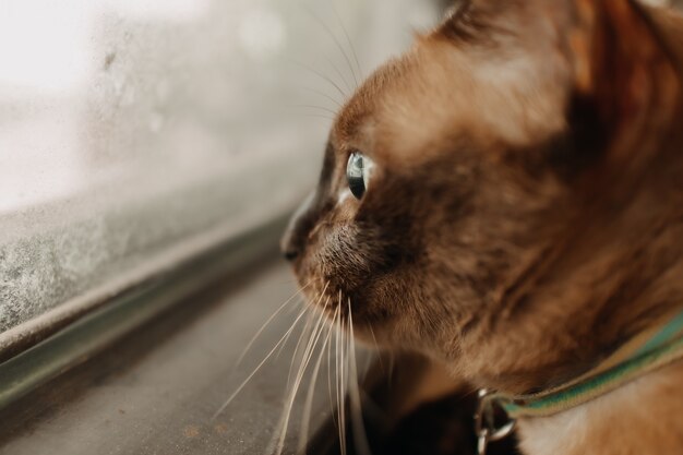 Le chat se détend et regarde par la fenêtre