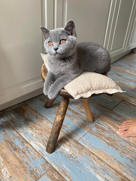 Un chat se détend sur le sol en bois dur