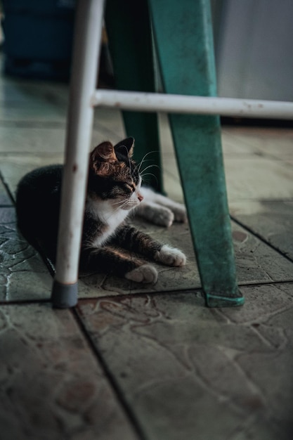 Photo un chat se détend sur le sol.