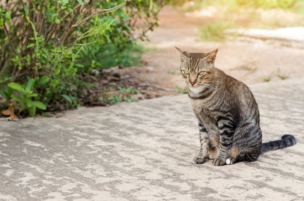 Le chat se détendre sur le plancher, chat brun et chat blanc