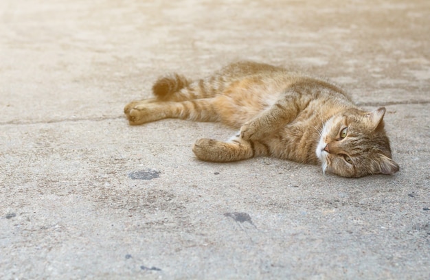 Le chat se détendre sur le plancher, chat brun et chat blanc